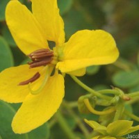 Senna surattensis (Burm.f.) H.S.Irwin & Barneby